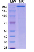 Anti-Clostridioides difficile Toxin A/tcdA Reference Antibody (Actoxumab) – Figure 1 of 1