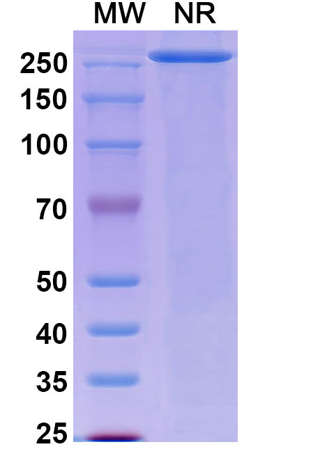 Anti-Clostridioides difficile Toxin A/tcdA Reference Antibody (Actoxumab) – Figure 1 of 1