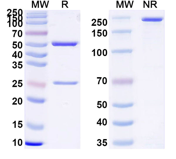 SDS-PAGE for InVivoMAb Anti-Plasmodium vivax Pvs25 Antibody (2A8)