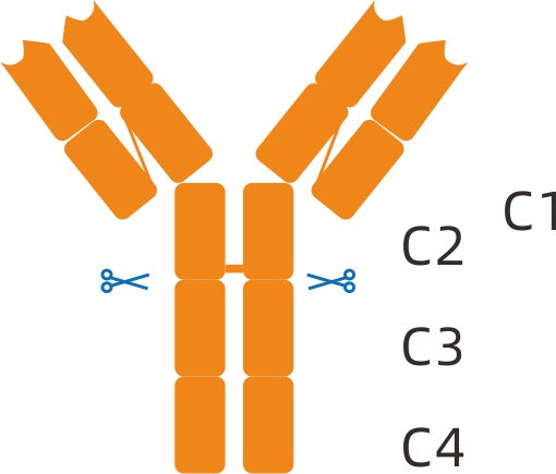 IgM Scissors digests human IgM at a specific site below the CH2 domain of the heavy chain, producing F(ab')2 and Fc fragments.