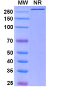 Anti-Escherichia coli shiga toxin type 2A/stx2A Reference Antibody (Setoxaximab) – Figure 1 of 1
