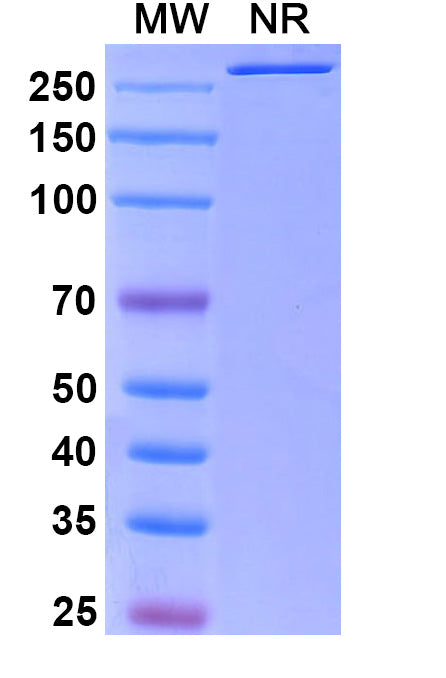Anti-Escherichia coli shiga toxin type 2A/stx2A Reference Antibody (Setoxaximab) – Figure 1 of 1