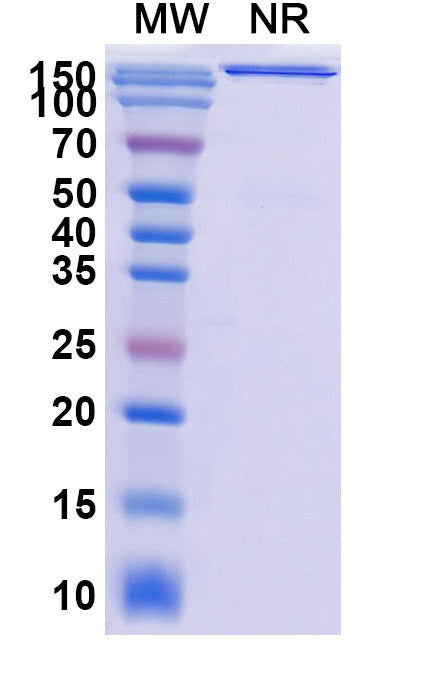 Anti-Escherichia coli shiga toxin type 2/stx2B Reference Antibody (Urtoxazumab) – Figure 1 of 1