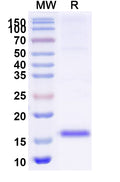 SDS-PAGE for Anti-Escherichia coli Shiga toxin 2 subunit B/stx2eB Nanobody (SAA2044).