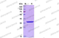 SDS-PAGE for PNGase F