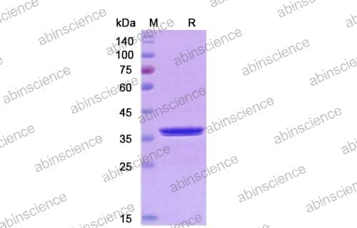 SDS-PAGE for PNGase F