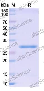 SDS-PAGE for Benzonase Nuclease