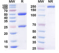 SDS-PAGE for Anti-Benzonase Nuclease Monoclonal Antibody (1A229)