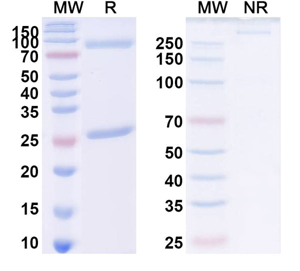 Anti-Endotoxin/LipidA Reference Antibody (Edobacomab) – Figure 1 of 1