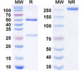 SDS-PAGE for Anti-Agrobacterium sp. aroA/EPSPS Monoclonal Antibody (1A077)
