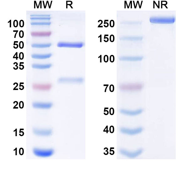 SDS-PAGE for Anti-Agrobacterium sp. aroA/EPSPS Monoclonal Antibody (1A077)