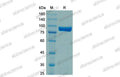 SDS-PAGE for Taq DNA Polymerase