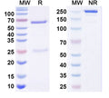 SEC-HPLC detection for Anti-Hot Start Taq Antibody.