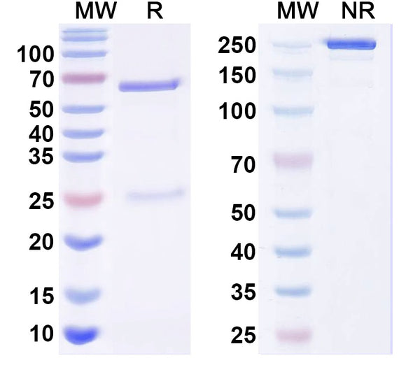 SEC-HPLC detection for Anti-Hot Start Taq Antibody.