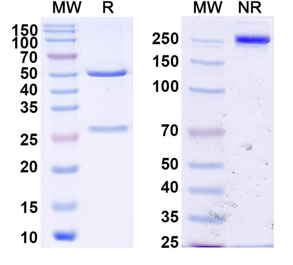 SDS-PAGE for Anti-Clostridium Difficile Toxin B/tcdB Monoclonal Antibody (1A252)