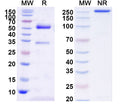 SDS-PAGE for Anti-Clostridioides difficile Toxin B/tcdB Antibody (PA41)