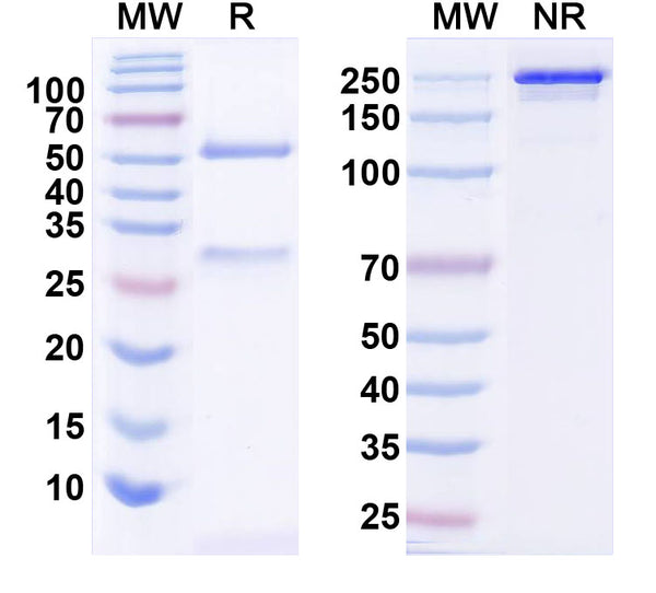 SDS-PAGE for Anti-Clostridium Difficile Toxin B/tcdB Monoclonal Antibody (1A255)