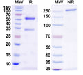 SDS-PAGE for Anti-Brucella O-antigen Antibody (12G12)