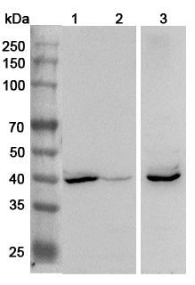 Western blot analysis was performed using anti-NANH polyclonal antibody at 1μg/ml on various samples.
Lane 1: Mouse liver lysate
Lane 2: Mouse kidney lysate
Lane 3: Mouse heart lysate
