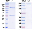SDS-PAGE for Anti-mitF/aspF1 Antibody (SAA0654).