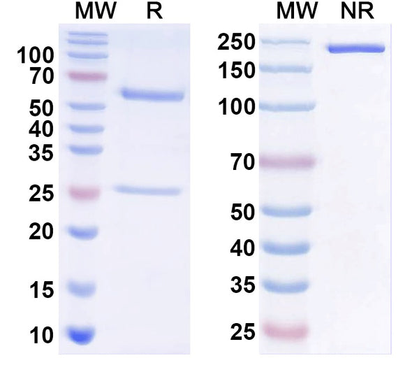 SDS-PAGE for Anti-mitF/aspF1 Antibody (SAA0654).