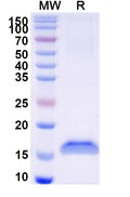 SDS-PAGE for Anti-Clostridium botulinum botA/BOTOX Nanobody (SAA0925)