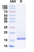 SDS-PAGE for Anti-Clostridium botulinum botA/BOTOX Nanobody (SAA0929)