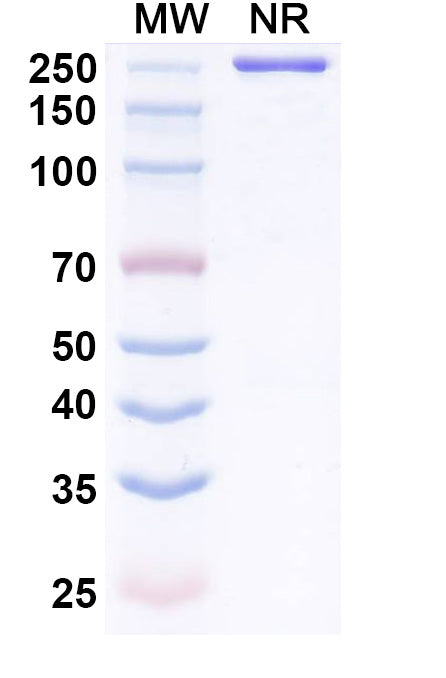 SDS-PAGE for Anti-Clostridium botulinum botA/BoNT Antibody (VH22).