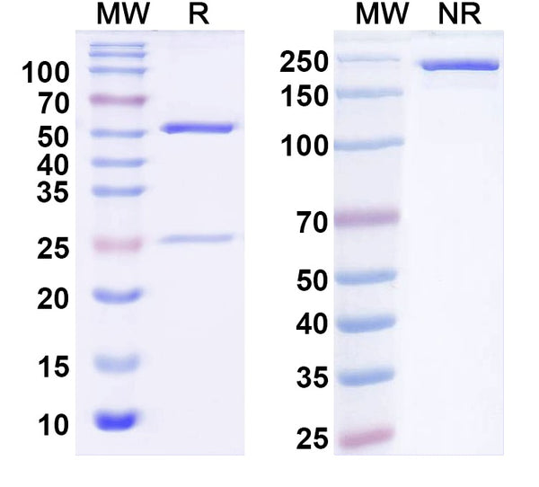 SDS-PAGE for Anti-Clostridium botulinum botA/BoNT Antibody (1F3).