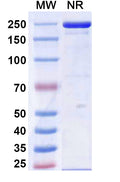 Research Grade Calpurbatug – Figure 1 of 1