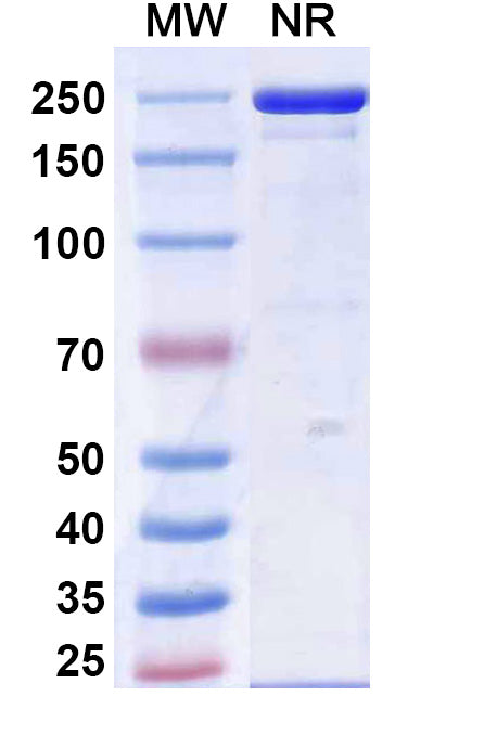 Research Grade Calpurbatug – Figure 1 of 1
