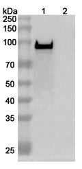 Detects Bacillus anthracis PA/pagA/PA-83 in indirect ELISAs.