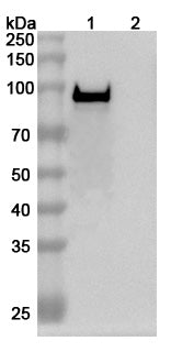 Detects Bacillus anthracis PA/pagA/PA-83 in indirect ELISAs.