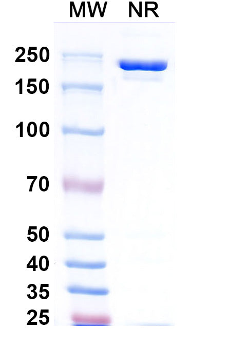 Anti-Bacillus anthracis pagA/Protective antigen Reference Antibody (Raxibacumab) – Figure 1 of 1