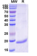 SDS-PAGE for Anti-Bacillus anthracis PAD4 Nanobody (VHH10)