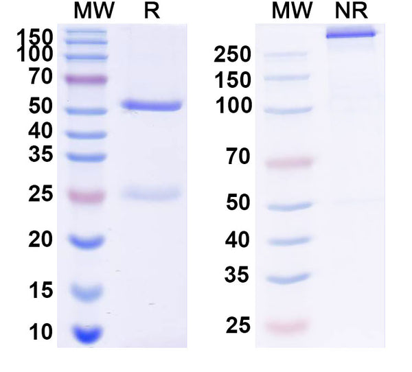SDS-PAGE for InVivoMAb Anti-Plasmodium falciparum PF45/48 Antibody (85RF45.1)