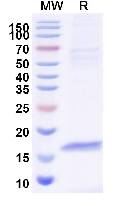 Detects different GST-tag proteins in indirect ELISAs.