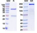 SDS-PAGE for Anti-GST-tag Monoclonal Antibody (1A214)