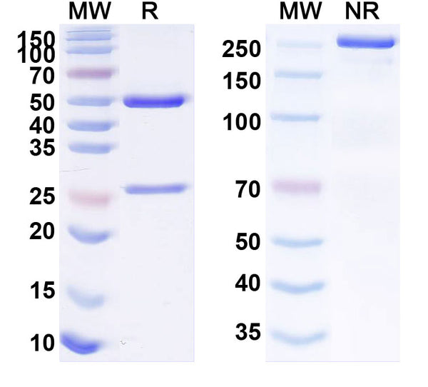 SDS-PAGE for Anti-GST-tag Monoclonal Antibody (1A215)