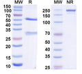 SDS-PAGE for Anti-Helicobacter pylori HP_1019/Periplasmic serine endoprotease DegP-like Monoclonal Antibody (1A176)