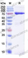 SDS-PAGE for CU43 Protease (Human IgG Specific), Mammalian Expressed