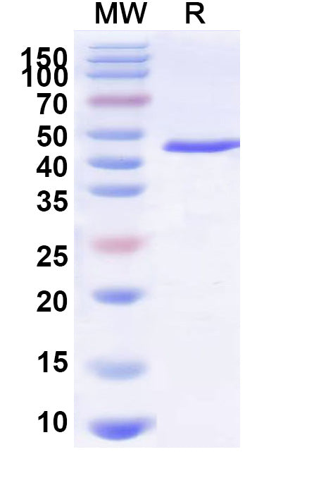 CU43 Protease (Human IgG Specific)