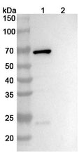 SDS-PAGE for Anti-Corynephage omega DT/Diphtheria toxin Antibody (DTD8).