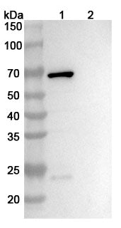 SDS-PAGE for Anti-Corynephage omega DT/Diphtheria toxin Antibody (DTD8).