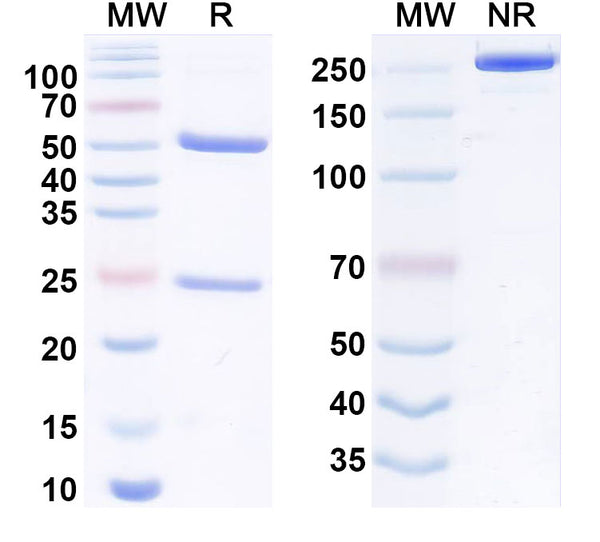 Anti-Staphylococcus aureus LukGH Reference Antibody (Berlimatoxumab) – Figure 1 of 1
