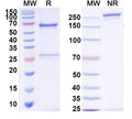 SDS-PAGE for Anti-Brucella A antigen Antibody (YsT9.1)