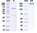 SDS-PAGE for Anti-SUMO-tag Monoclonal Antibody (1A212)