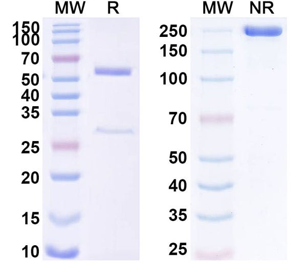 SDS-PAGE for Anti-SUMO-tag Monoclonal Antibody (1A212)