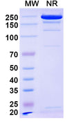 SDS-PAGE for Anti-Escherichia coli O157:H7 FliC/Flagellin Antibody (SAA0364).