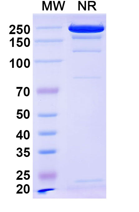 SDS-PAGE for Anti-Escherichia coli O157:H7 FliC/Flagellin Antibody (SAA0364).
